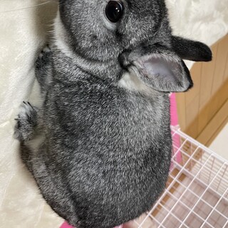 血統書あり、アメリカドワーフ、ふわふわ