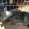 血統書あり、アメリカドワーフ、ふわふわ サムネイル2
