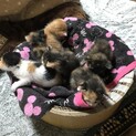 里親募集中