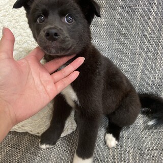 キラリちゃんの家族を探してます。