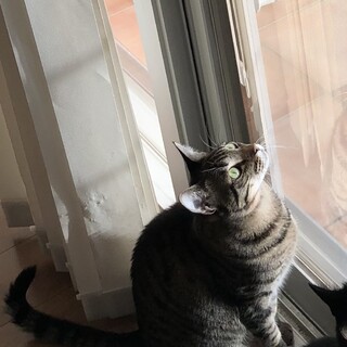 急募！人懐っこい成人猫です。