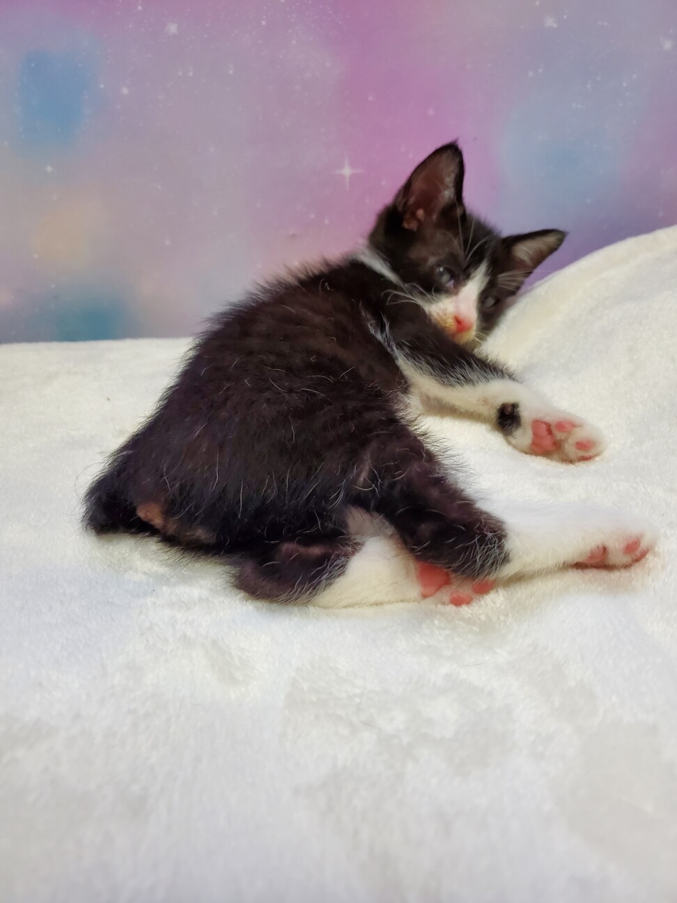 里親決定 ジャパニーズボ 島根県 猫の里親募集 ペットのおうち 月間利用者150万人