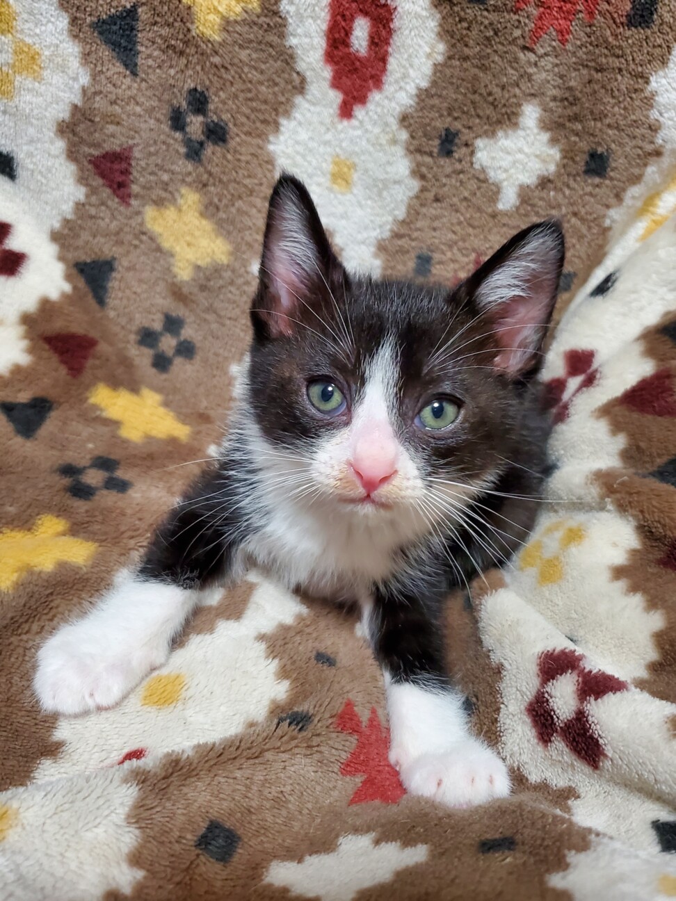 里親決定 ジャパニーズボ 島根県 猫の里親募集 ペットのおうち 月間利用者150万人