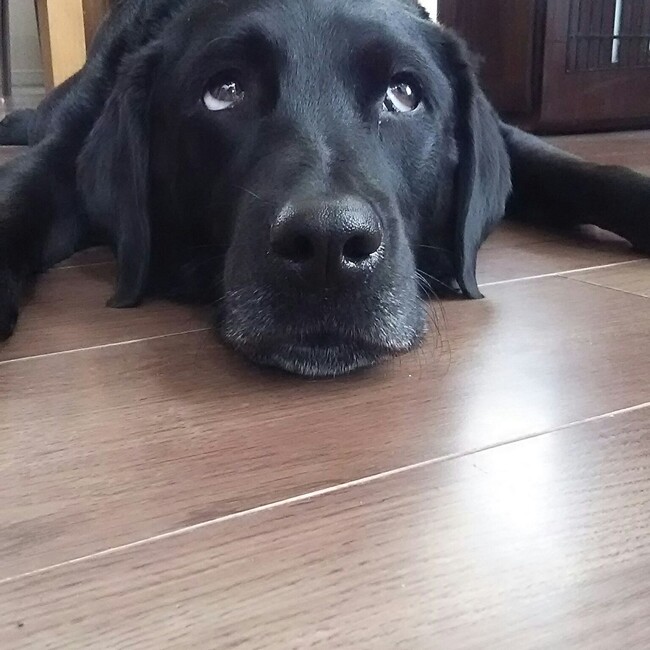 まっくぎぃのカバー写真