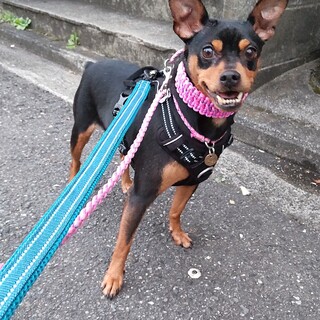 ちょっと怖がりだけど人が大好きカンナ