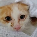 子猫１ヶ月半のんびり『水』くん募集中。急募！