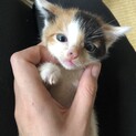 とても可愛い三毛猫ちゃん