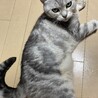 ゆきゆきりん
