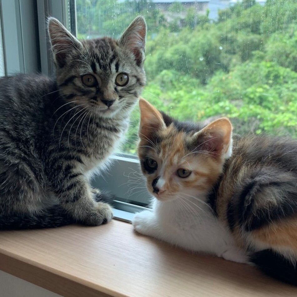 いろはのカバー写真