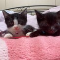 【里親未定】甘えん坊仲良し兄弟子猫　二匹一緒希望