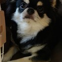 チワワ♂ロング里親決定！