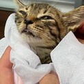可愛い仔猫3か月です