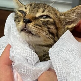 可愛い仔猫3か月です