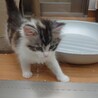 もさおとこっこ