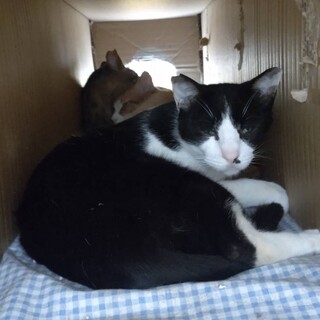 【脚長白ハイソックスボーイ】ハチワレ　しっぽ♂