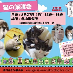 保護猫の譲渡会at北山集会所
