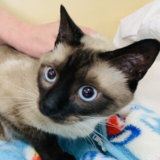 シャム風　オス　人大好き　ブルーアイ