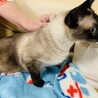シャム風　オス　人大好き　ブルーアイ サムネイル2