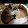 シャム風　オス　人大好き　ブルーアイ サムネイル5