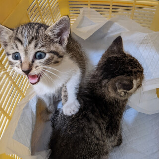 C29 キジ白の子猫