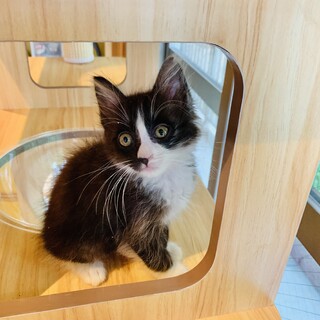 性格で選ぶならこの子❣️生後１ヶ月半の子猫
