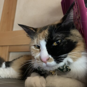 探検中