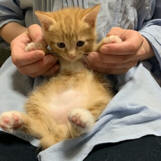 一時募集停止　可愛い茶トラちゃん　男の子
