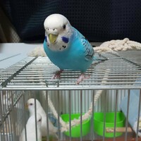 シェル