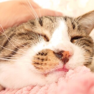 白血病キャリアでも幸せに『アッカーマン』