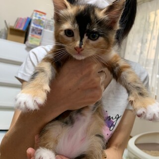 可愛いミケサビちゃん