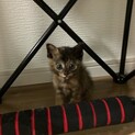 里親さん募集：仔猫（生後～1ヵ月）推定メス