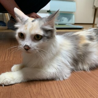 きれいな長毛の三毛猫お母さん
