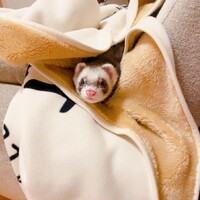 ぽんた