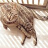 元気いっぱい！白血病キャリアのヘーロス君 サムネイル2