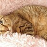 元気いっぱい！白血病キャリアのヘーロス君 サムネイル7
