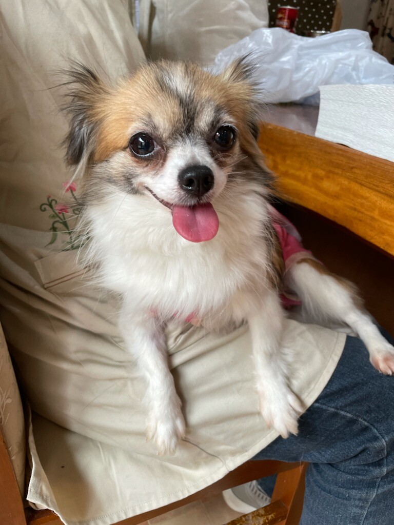 可愛いチワワのワカメちゃん 兵庫県 犬の里親募集 364804 ペットのおうち 月間利用者150万人