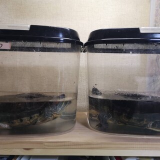 大きなミドリガメ2匹