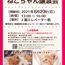 子猫～シニア猫❤足立区島忠大谷田店(千代田線北綾瀬駅から徒歩10分) サムネイル1