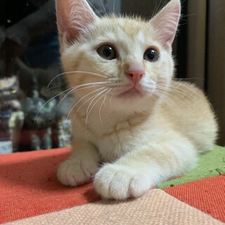 ありがとうございました★茶虎のアーサーくん