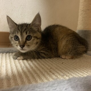 ありがとうございました★可愛いエリザベスちゃん