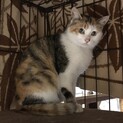 小鳥のような鳴き声の三毛猫
