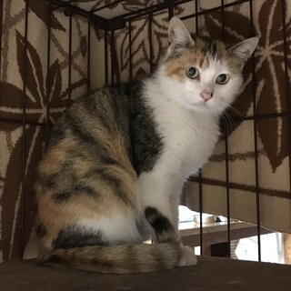 小鳥のような鳴き声の三毛猫