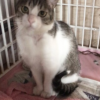 ケンカに巻き込まれ治療して元気になったキジ白くん