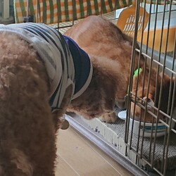 帰ってきたドラ息子