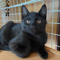 黒猫：くろみつくん