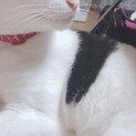 三毛猫