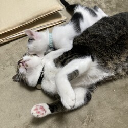 トムさん、いつケージをしまうべき？