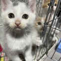 子猫②ボタンくん6/20トライアル開始