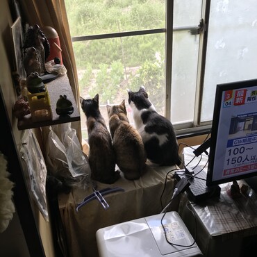 近所のおばあさんの畑仕事を見守る猫ズ
