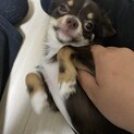 チワワの里親募集